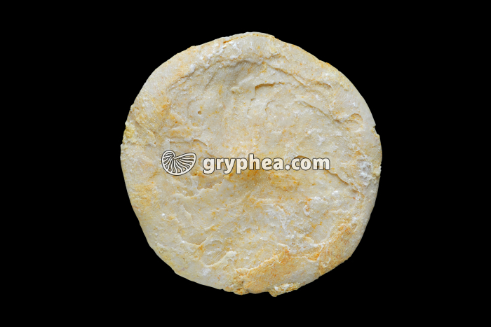 Nummulite - face inférieure - gryphea.org